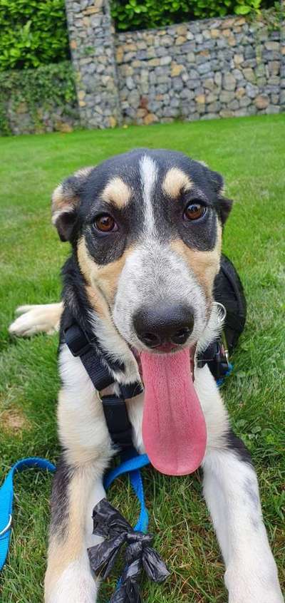 Fotochallenge Nr. 59 - Mein Hund zeigt die Zunge-Beitrag-Bild