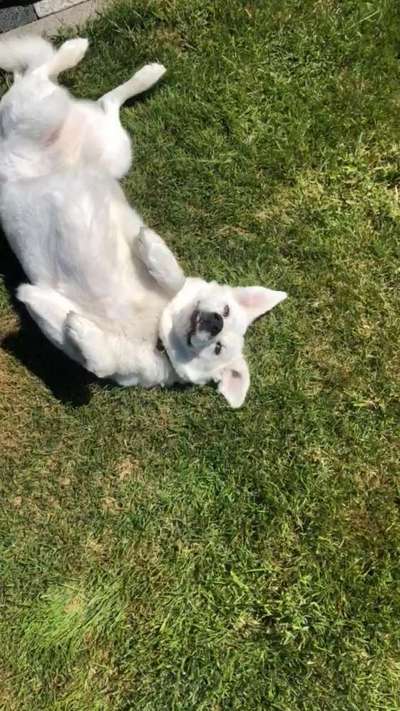 Die Dogorama Wochen Challenge-Beitrag-Bild