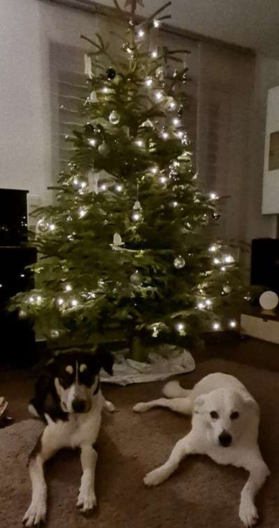 Dogorama Photo Challenge - Weihnachtsbaum-Beitrag-Bild