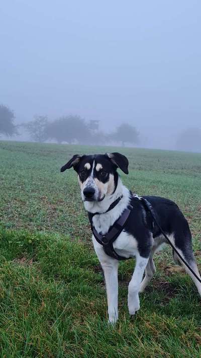 Zeigt mir eure Schäferhund Mischlinge :-)-Beitrag-Bild