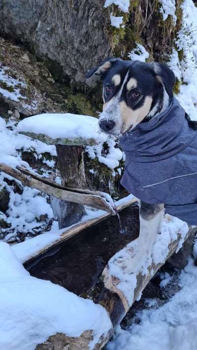 Dogorama Photo Challenge - Es wird nochmal kalt!-Beitrag-Bild