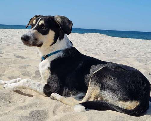 Die Dogorama Kalender Challenge Titelbild-Beitrag-Bild