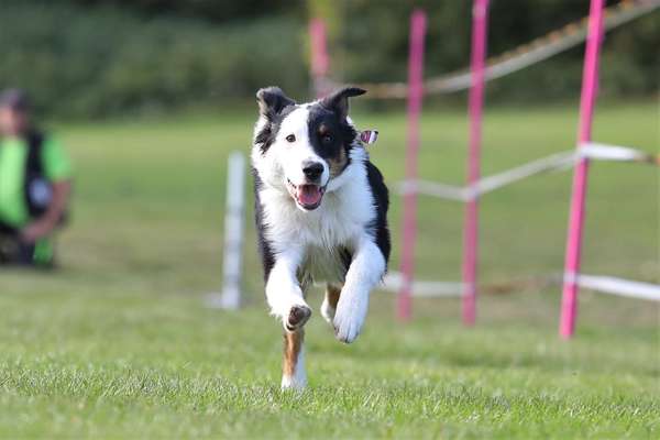 Challenge Nr. 16         Dynamik - Dein Hund in Bewegung-Beitrag-Bild