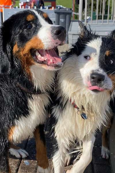 Lustigsten Grimassen von euren Hunden-Beitrag-Bild