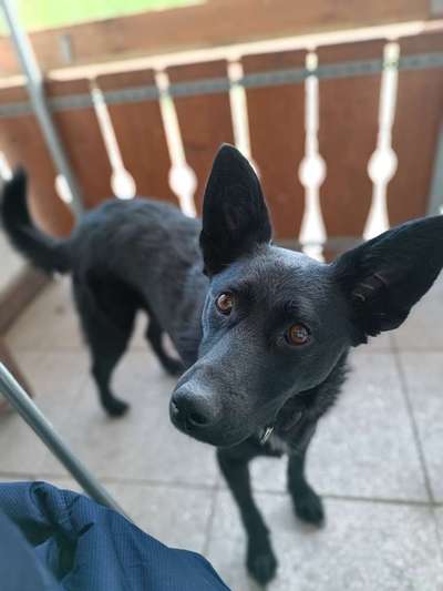 Auslandstierschutz-Beitrag-Bild