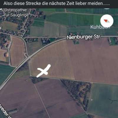 Giftköder-Eichenprozessionsspinner-Bild