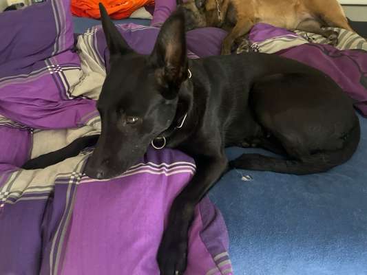 Diskussion zum neuen Entwurf des Tierschutzgesetzes....-Beitrag-Bild