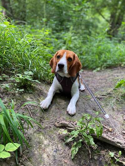 Gibt es hier Beagle in der Gruppe?-Beitrag-Bild