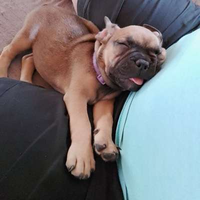 Hundetreffen-Welpentreff/Spielen-Profilbild