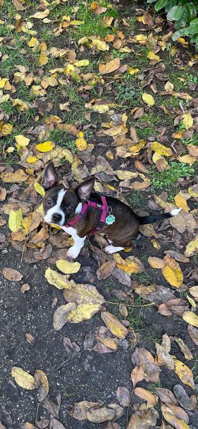 Boston Terrier Liebhaber❤️-Beitrag-Bild