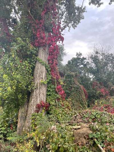Die wunderschöne Welt mit Hund.-Beitrag-Bild