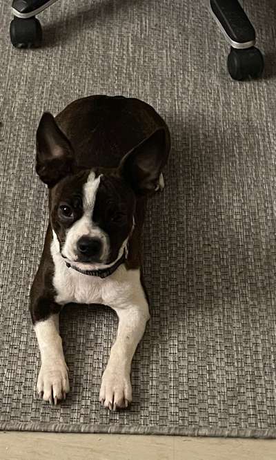 Mischlinge - die beste Rasse die es gibt-Beitrag-Bild