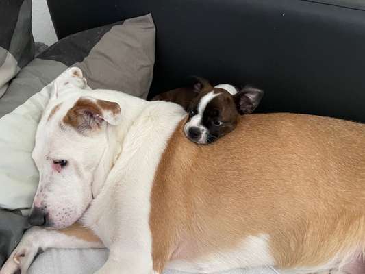 BIG LOVE :) mit 2 Hunden❣️-Beitrag-Bild