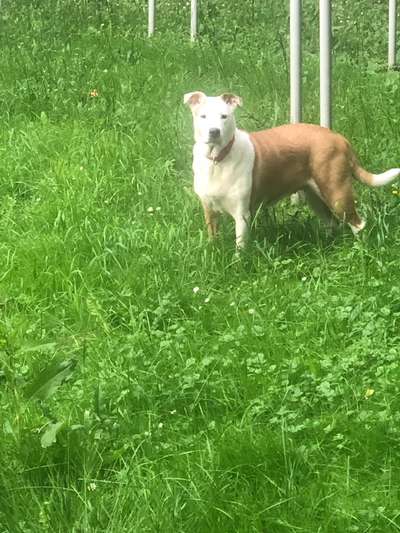 Wie heißt dein Hund?-Beitrag-Bild