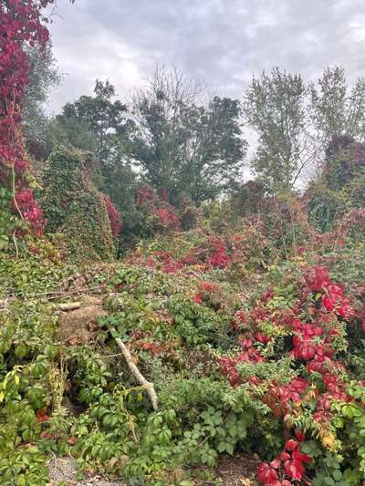 Die wunderschöne Welt mit Hund.-Beitrag-Bild