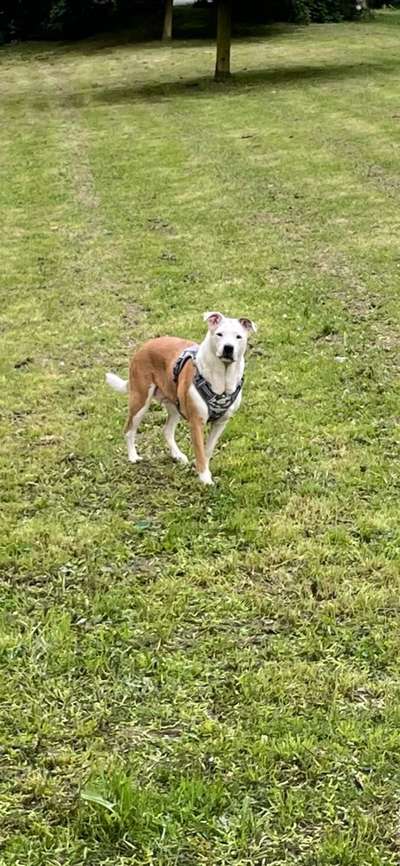 Mischlinge - die beste Rasse die es gibt-Beitrag-Bild