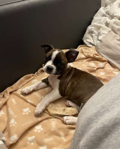 Mischlinge raten - Rätselspaß-Beitrag-Bild