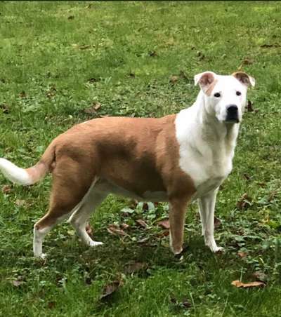 Mischlinge raten - Rätselspaß-Beitrag-Bild