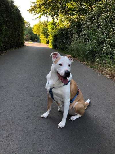 Mischlinge raten - Rätselspaß-Beitrag-Bild