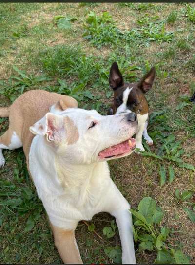 Mischlinge - die beste Rasse die es gibt-Beitrag-Bild