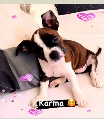 Mischlinge raten - Rätselspaß-Beitrag-Bild