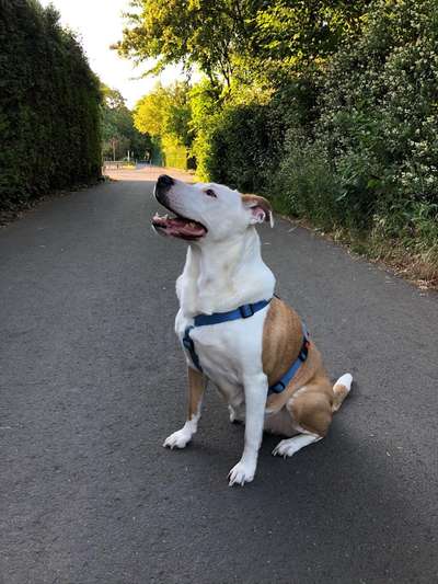 Mischlinge raten - Rätselspaß-Beitrag-Bild