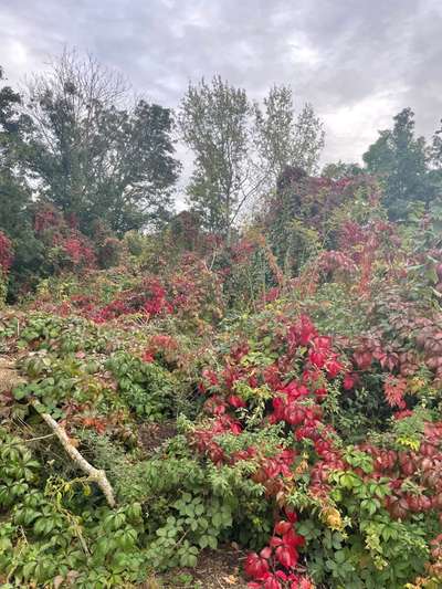 Die wunderschöne Welt mit Hund.-Beitrag-Bild