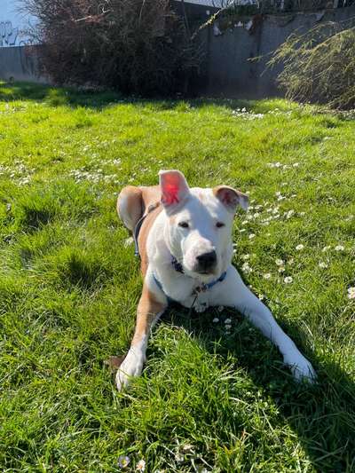 euer ältester Hund ?-Beitrag-Bild