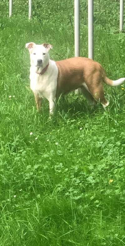 Mischlinge raten - Rätselspaß-Beitrag-Bild