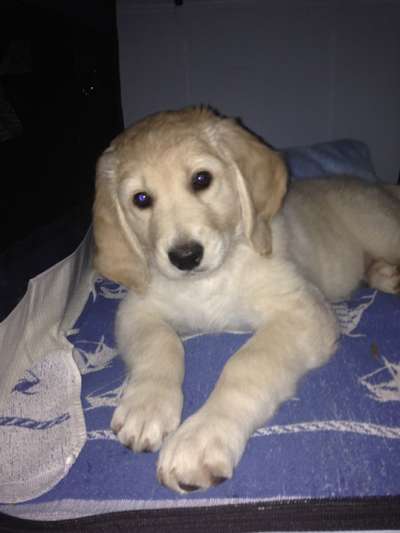 Welpen Bilder !-Beitrag-Bild