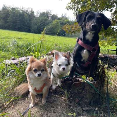 Hundetreffen-Wochenend Spazier Kumpels gesucht-Bild