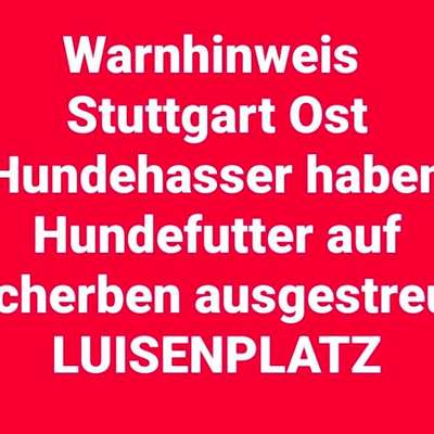 Giftköder-Hundefutter über Glasscherben-Bild