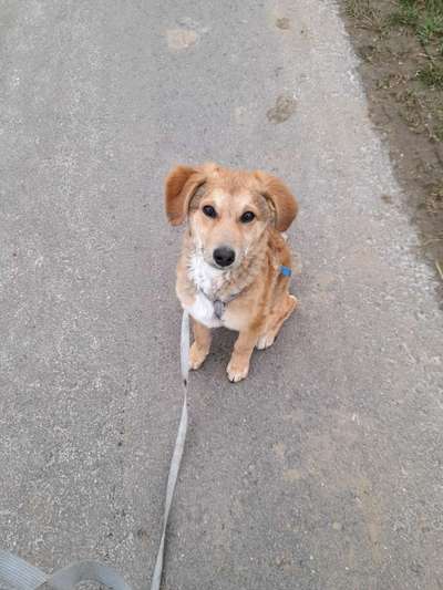 Schäferhund-Beitrag-Bild