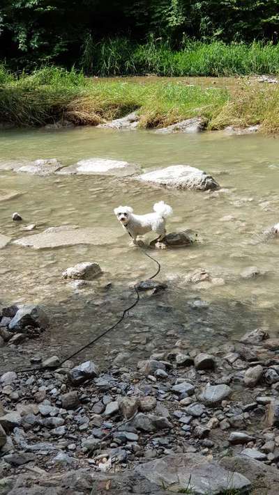 Hundesteuer Betrag-Beitrag-Bild