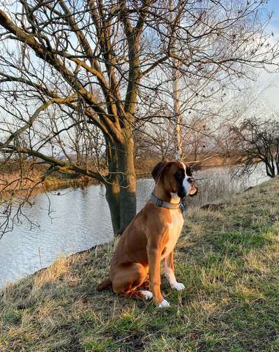 Deutsche Boxer-Beitrag-Bild