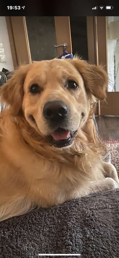 Wo sind die Golden Retriever Liebhaber?-Beitrag-Bild