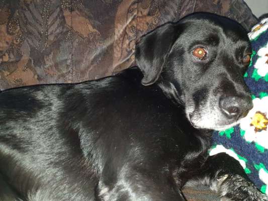 Labradorfans-Beitrag-Bild