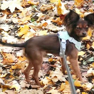 Hundetreffen-Spaziergang bei den Feldern oder in der Au-Bild