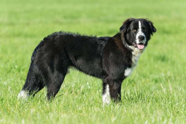 Mischlingshunde Foto Aufruf-Beitrag-Bild