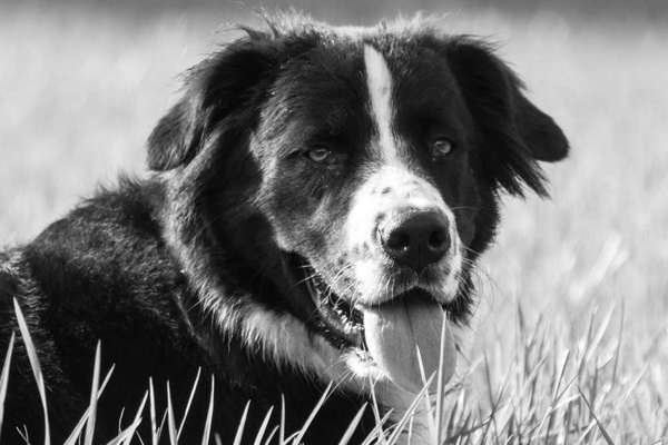 Mischlingshunde Foto Aufruf-Beitrag-Bild