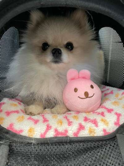 Hundetreffen-Playdate mit Minis :-)-Bild