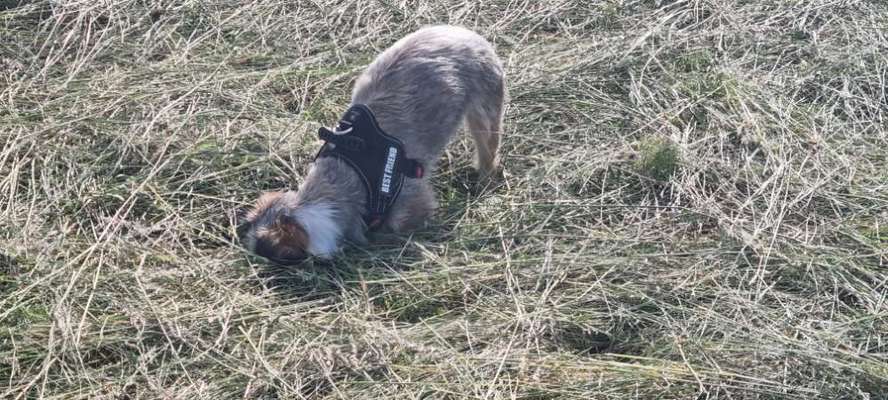 Immer der Nase nach - die schönsten Jagdhund-Bilder-Beitrag-Bild
