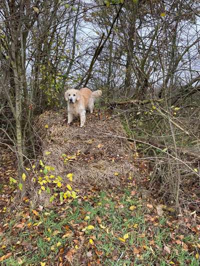 Wo sind die Golden Retriever Liebhaber?-Beitrag-Bild