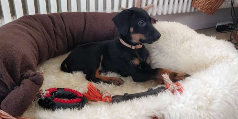 Welpen Bilder !-Beitrag-Bild