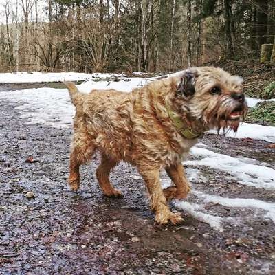 Hallo an alle Border Terrier!-Beitrag-Bild