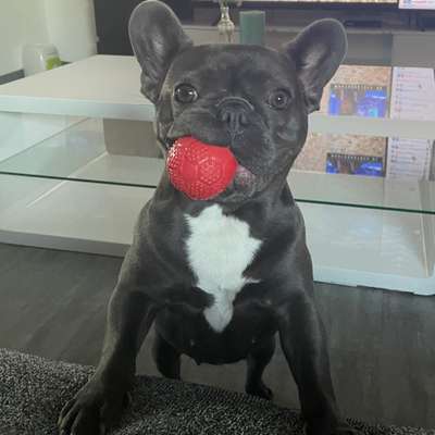 Hundetreffen-Hunde Freunde gesucht!🐾-Bild