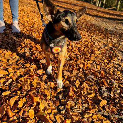 Hundetreffen-Tierschutzhunde Spielerunde Bochum-Bild