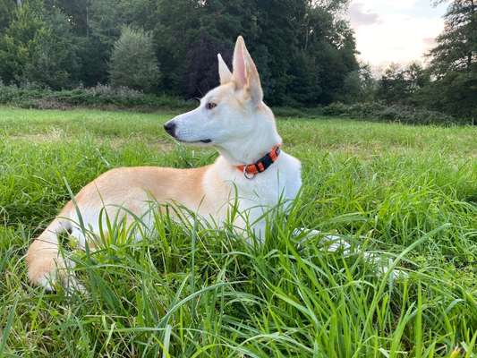 Mischlingshunde Foto Aufruf-Beitrag-Bild