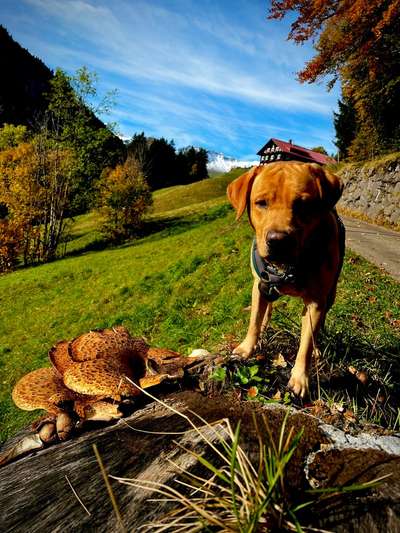 Hundetreffen-Spiel - und Gassitreff-Bild