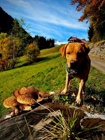 Hundetreffen-Spiel - und Gassitreff-Bild